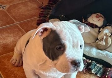 Pirate (3 month Purebred American Bully)