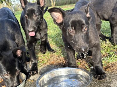 German Shepherd Puppies for Sale $850
