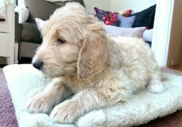 GoldenDoodle Puppy named ‘Quinn’