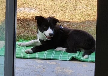 Border Collie Puppy for Sale (16 weeks old)