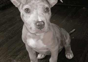 Adorable American Bully Puppies for sale!