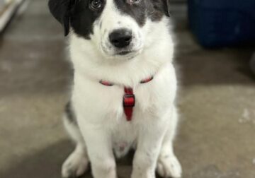 Border Collie Great Pyrenees puppy