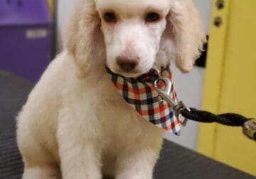 AKC registered standard poodle puppies