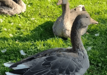 Two Tolouse Male geese