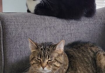 Two 6 year old cats