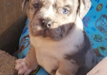 Merle American bully puppies ABR Registered