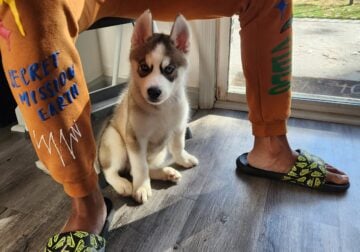 11 week old Siberian Husky for rehoming