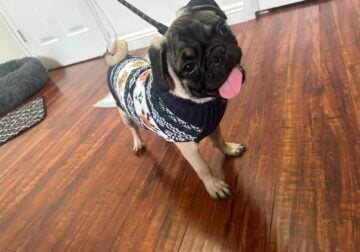 Pug for sell !!