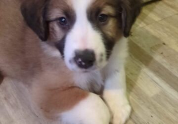 English Shepherd puppy for sale