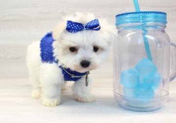 Miniature Teacup Maltese Puppy For Sale