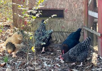 4 Laying Hens for Sale