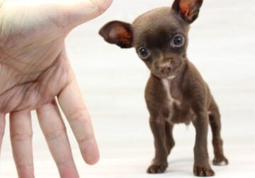 Tiny Teacup Chihuahua Puppy
