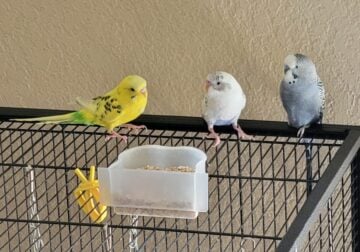 Three Parakeets with Cage and Toys