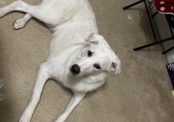 1 y/o Great Pyrenees mixed with Great Dane