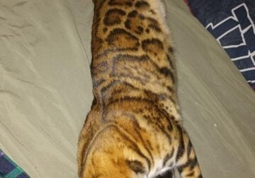 Bengal Kitty