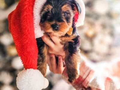 Yorkie puppies for Christmas