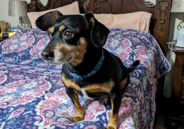 Small mixed terrier/dachshund for adoption