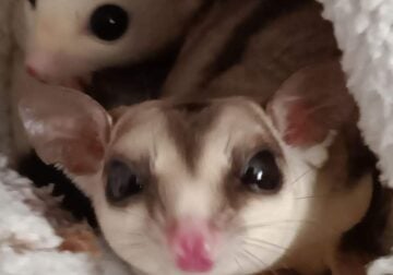 Pair of sugar gliders w/ all accessories and cage