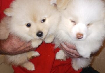 CKC Pomeranian Puppies For Sale!