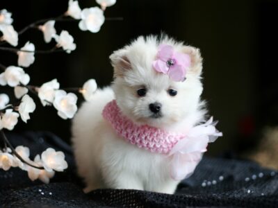 Teacup & Toy Breeds For Sale