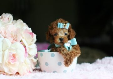 Teacup & Toy Poodles For Sale – Different Colors
