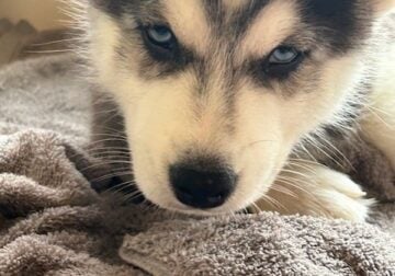 Purebred Siberian husky puppies available!