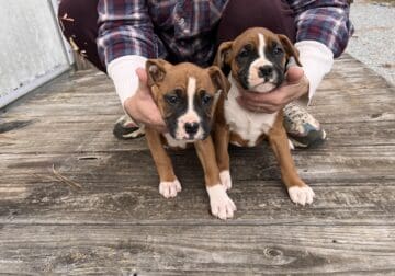 Boxer pups full blooded 9wks old