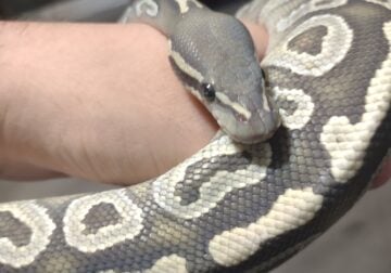 BALL PYTHON WITH CAGE