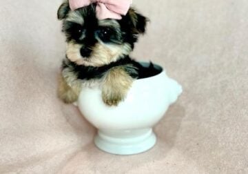 Puppies Near Me TEACUP AND TINY TOY BREEDS