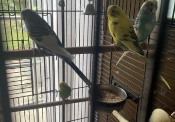 Four Parakeets For Sale
