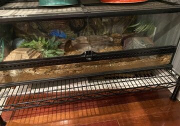 Ball Python and 45 gallon low tank for sale
