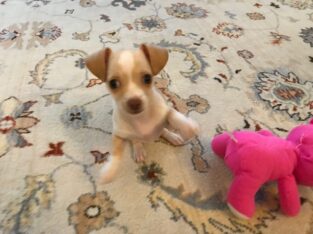 CHICHUAHUA PUPPY FOR SALE