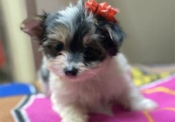 TEACUP & TOY PUPPIES- DIFFERENT BREEDS MUST SEE