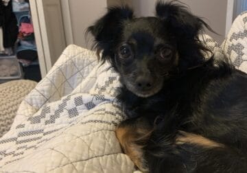 Long hair chihuahua for sale