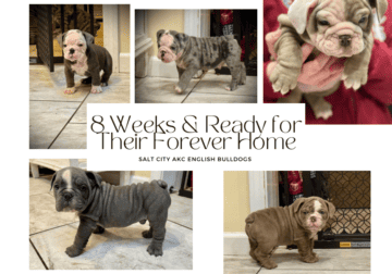 AKC registered English Bulldog puppies for sale