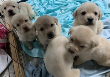 AKC yellow lab puppies