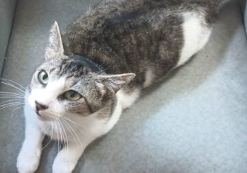 Sweet year old female cat needs a new home