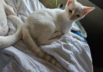 Intact Juvenile Male, Flame Point Siamese
