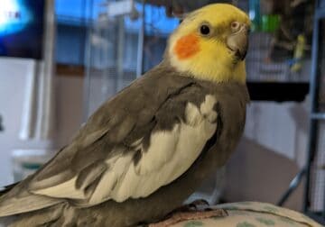 3-year-old cockatiel for rehoming fee cage and eve