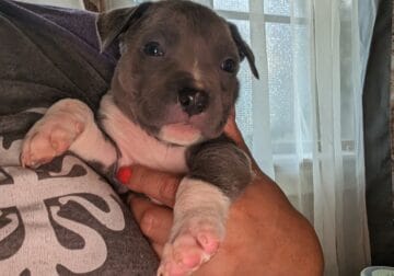Pitbull Puppies in need of rehoming