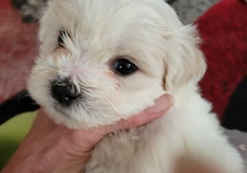 Teddy Bear puppies for sale