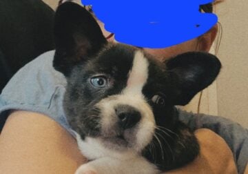 French Bulldog/Pomsky Mix, CRATE & ITEMS INCLUDED