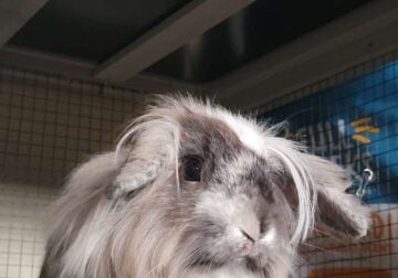 Bonded male and female rabbits with supplies