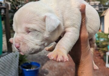 American Bully puppies for adoption