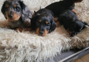Minature Dauschound puppies for sale