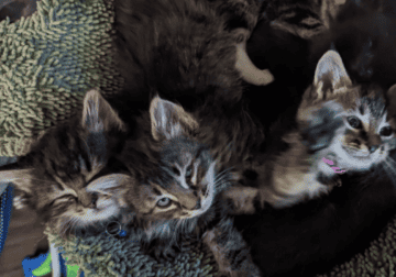 Maine Coone kittens