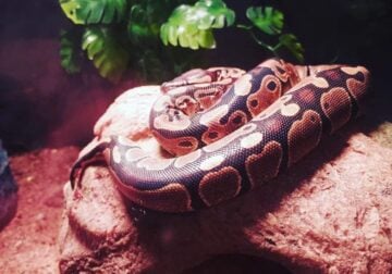 3 yr old ball python
