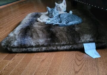 Two cats for sale
