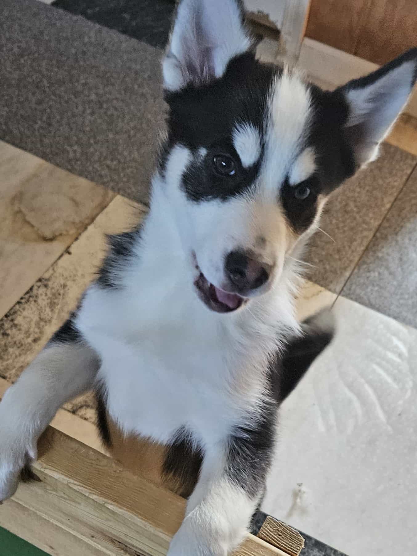 Pomsky Siberian Husky Puppies 