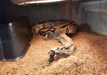 Selling my Surinam red tail boa constrictor